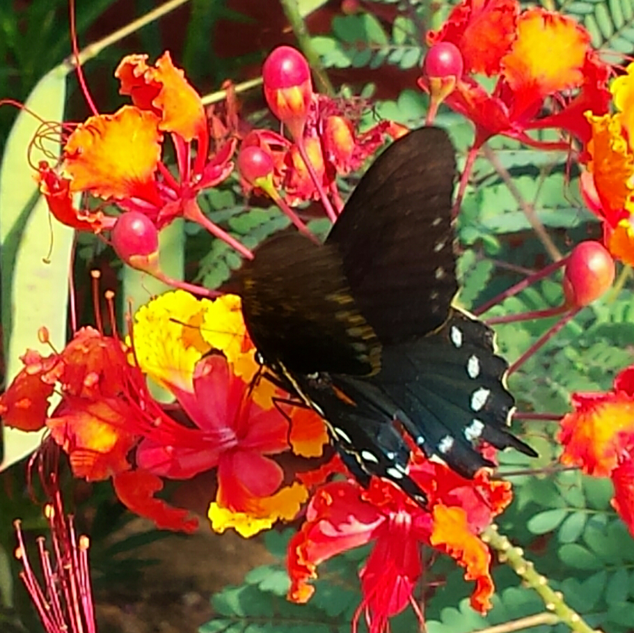 Another butterfly and flower