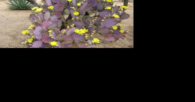 Green Valley Gardeners: Colorful cactus for the winter landscape - Vimarsana News