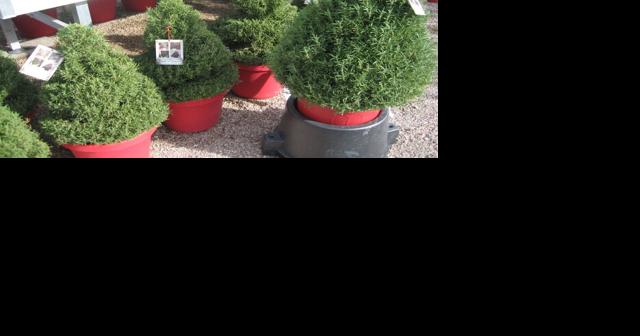 GV Gardeners: Need last-minute gift for favorite gardener? - Vimarsana News