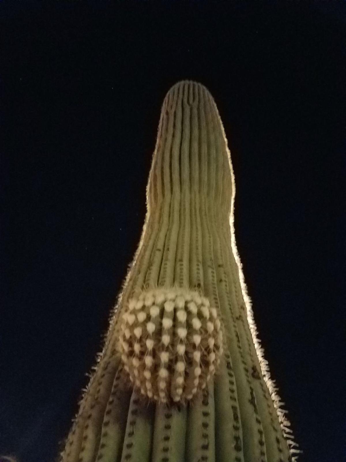 Tall saguaro