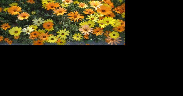 Green Valley Gardeners: African daisies track the sun like magic - Vimarsana News