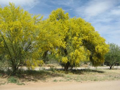 palo verde tree for sale tucson