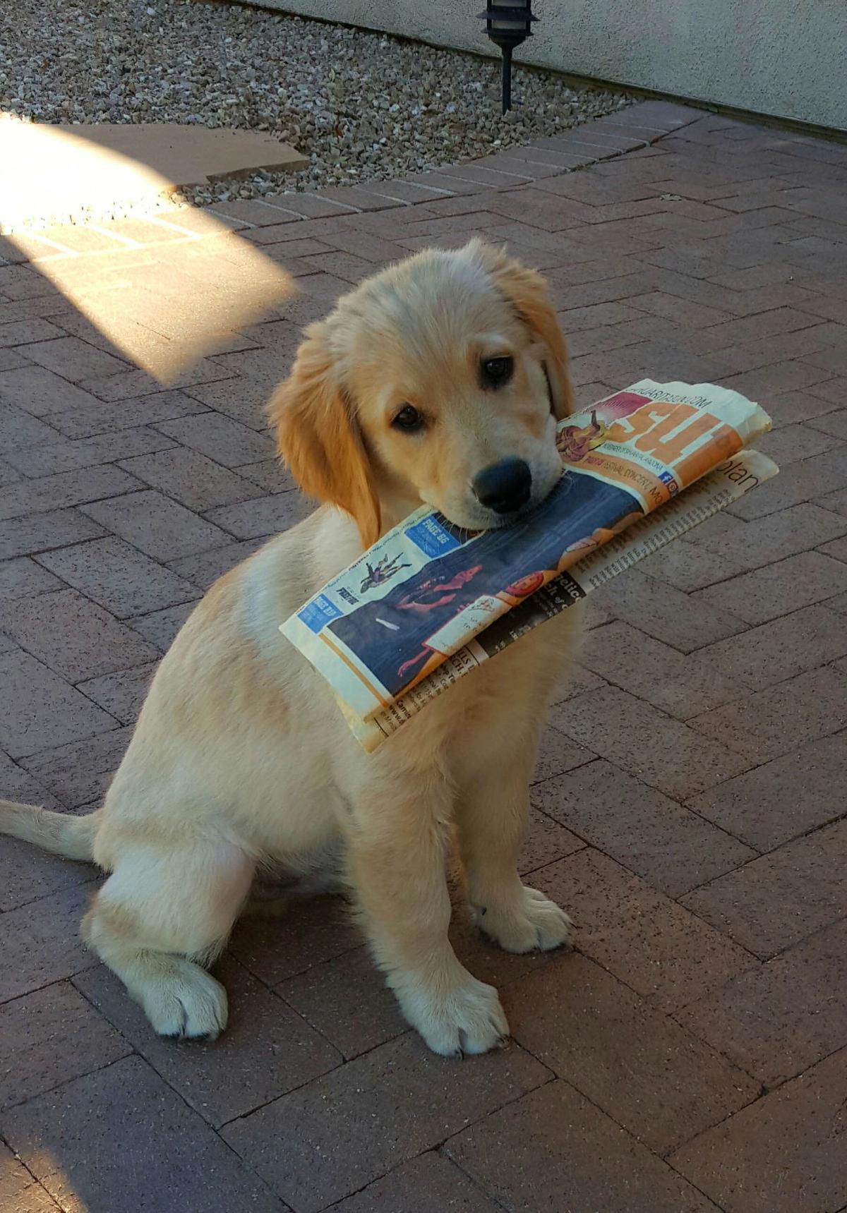 Dog with paper