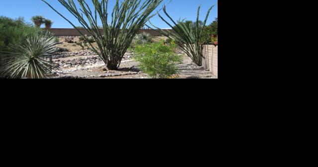 Green Valley Gardeners: Ocotillos add a touch of magic - Vimarsana News