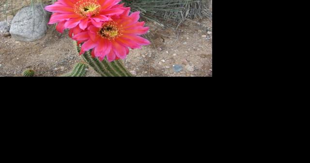 Green Valley Gardeners: Prepare plants for summer heat - Vimarsana News