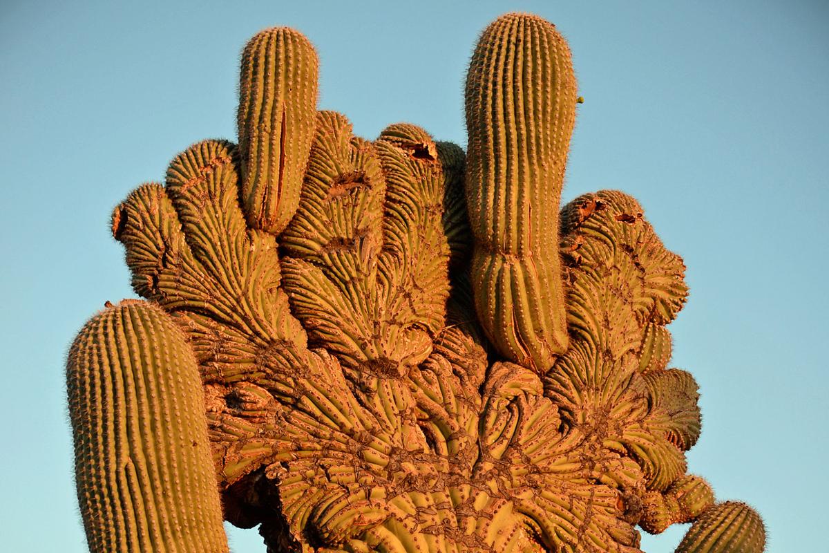 Crested saguaro at sunrise