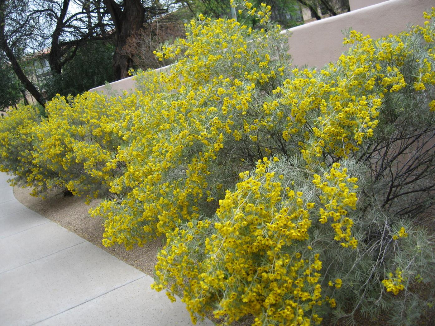desert cassia shrub
