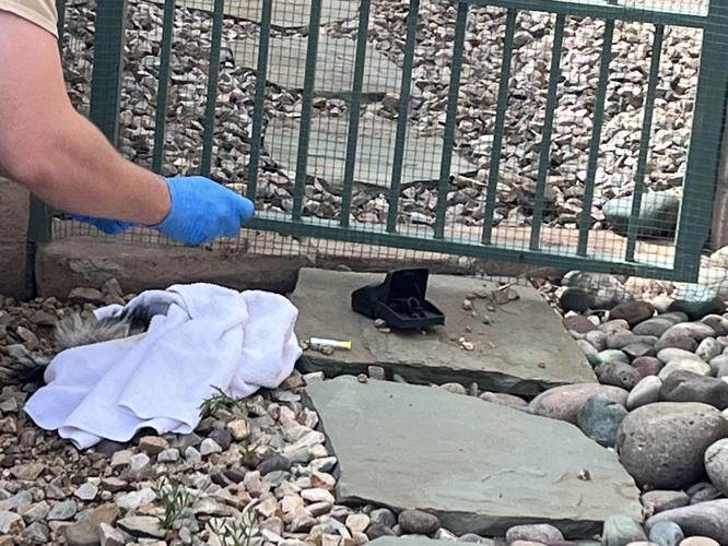 Skunk dies, opens debate on traps | Local News Stories | gvnews.com