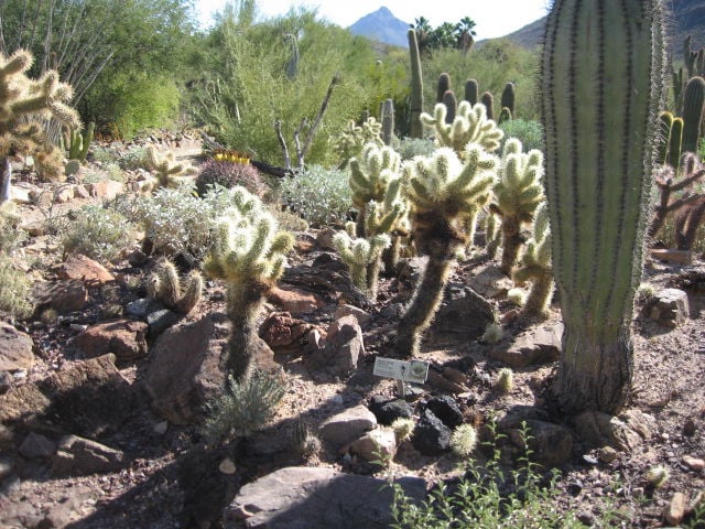 GV Gardeners: Choosing javelina-resistant native plants | Get Out ...