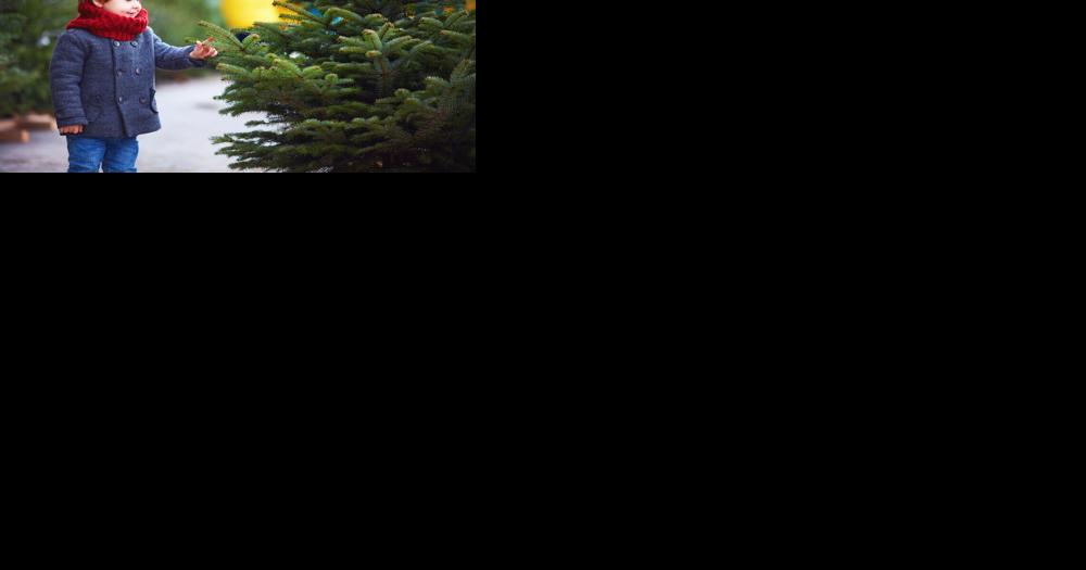 Rosie on the House: Have a fresh Christmas tree all season long - Vimarsana News