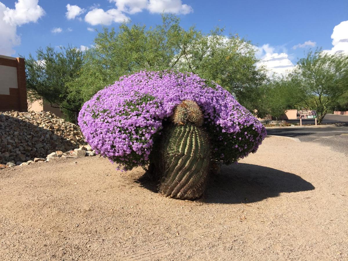 Cactus and Texas ranger