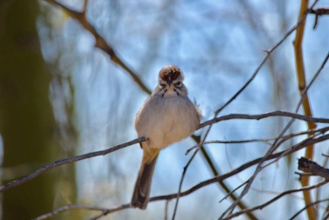 Bird in a tree