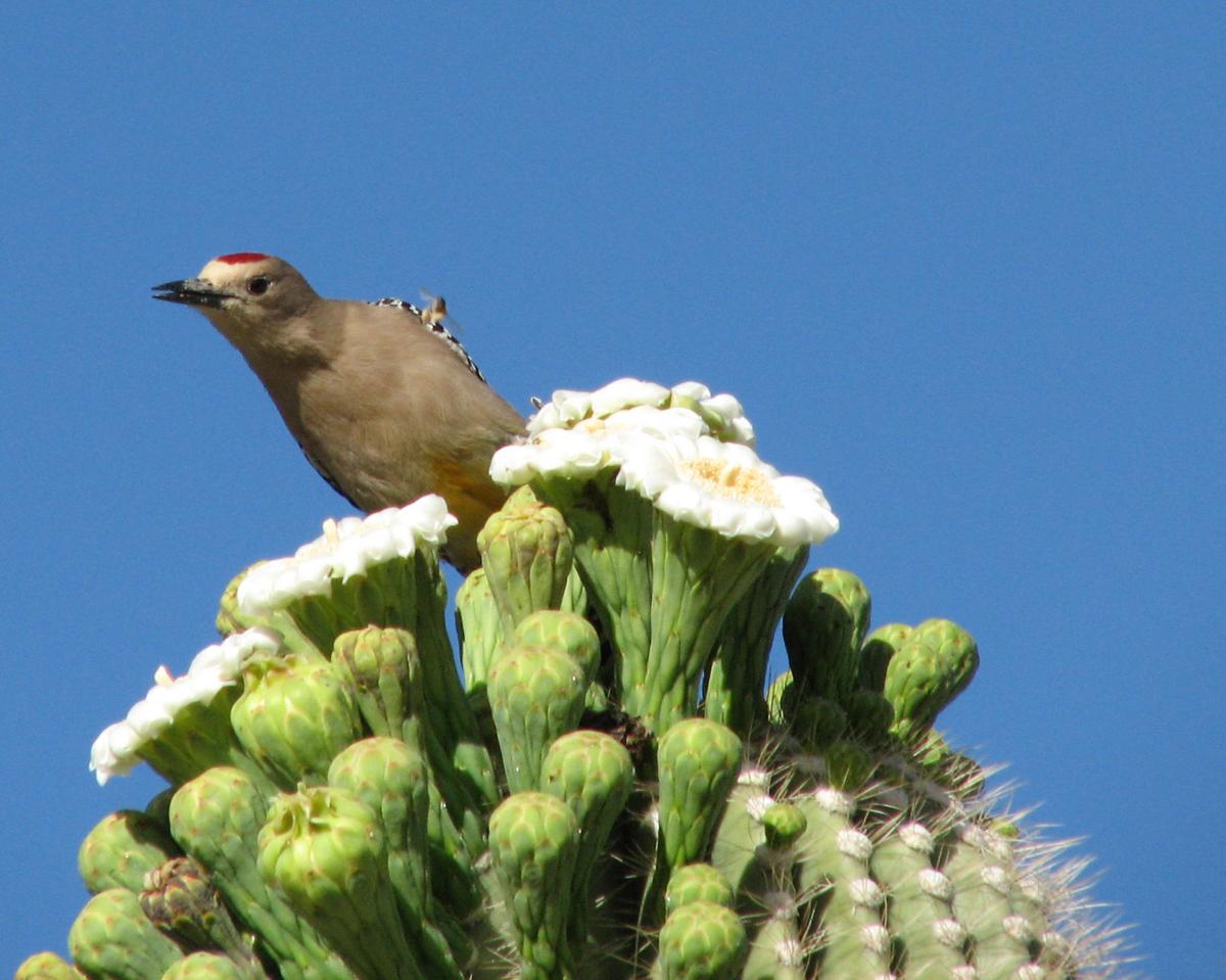 Perch