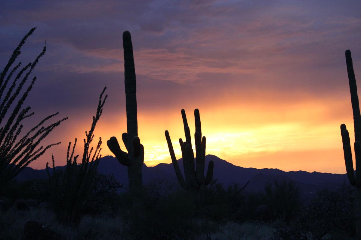 Tumamoc Cactus Sunset