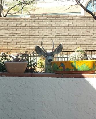 Deer feeding