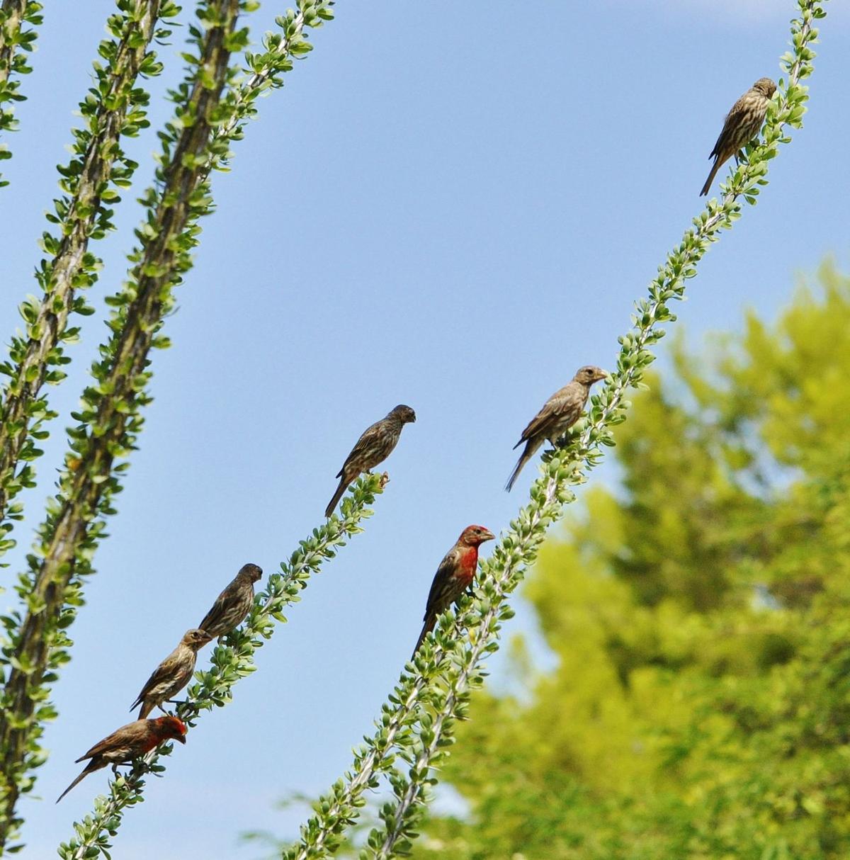 Back yard finches