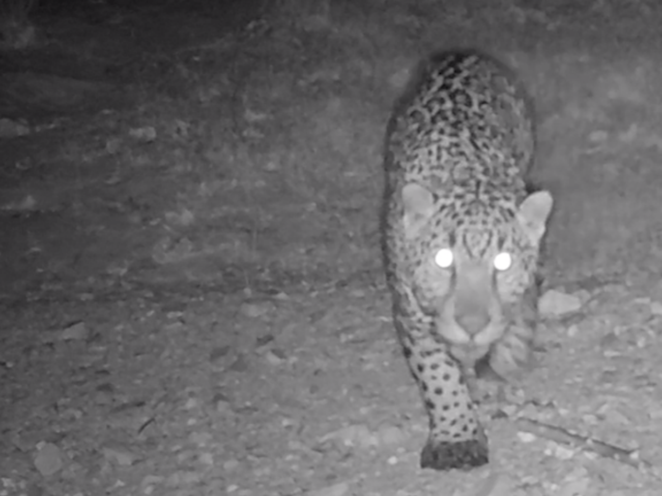 In My View: A jaguar in the shadow of the border wall - Vimarsana News