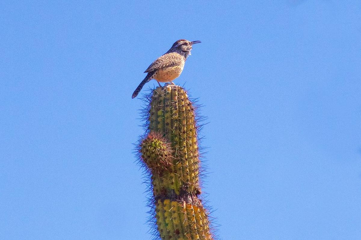 Cactus wren