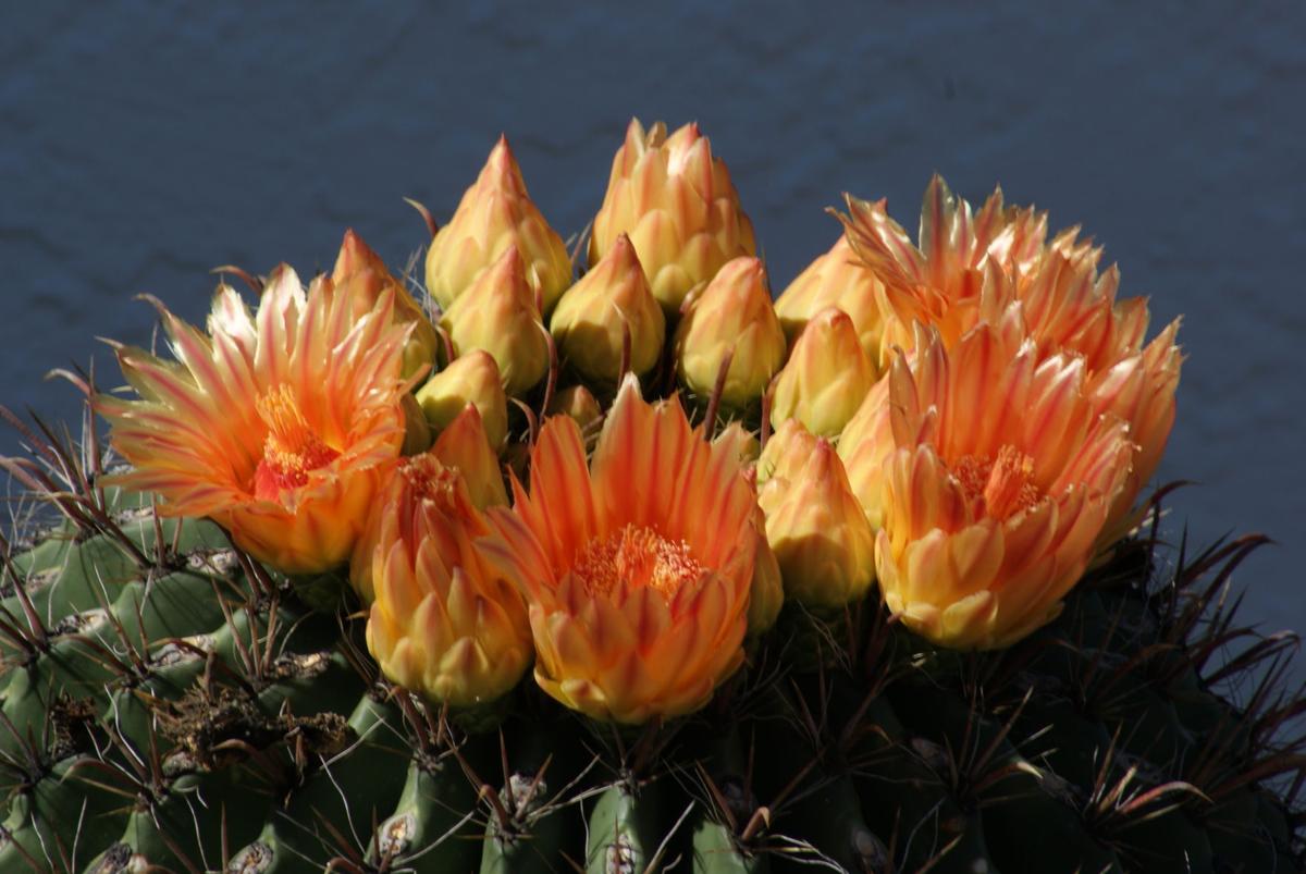 Buds