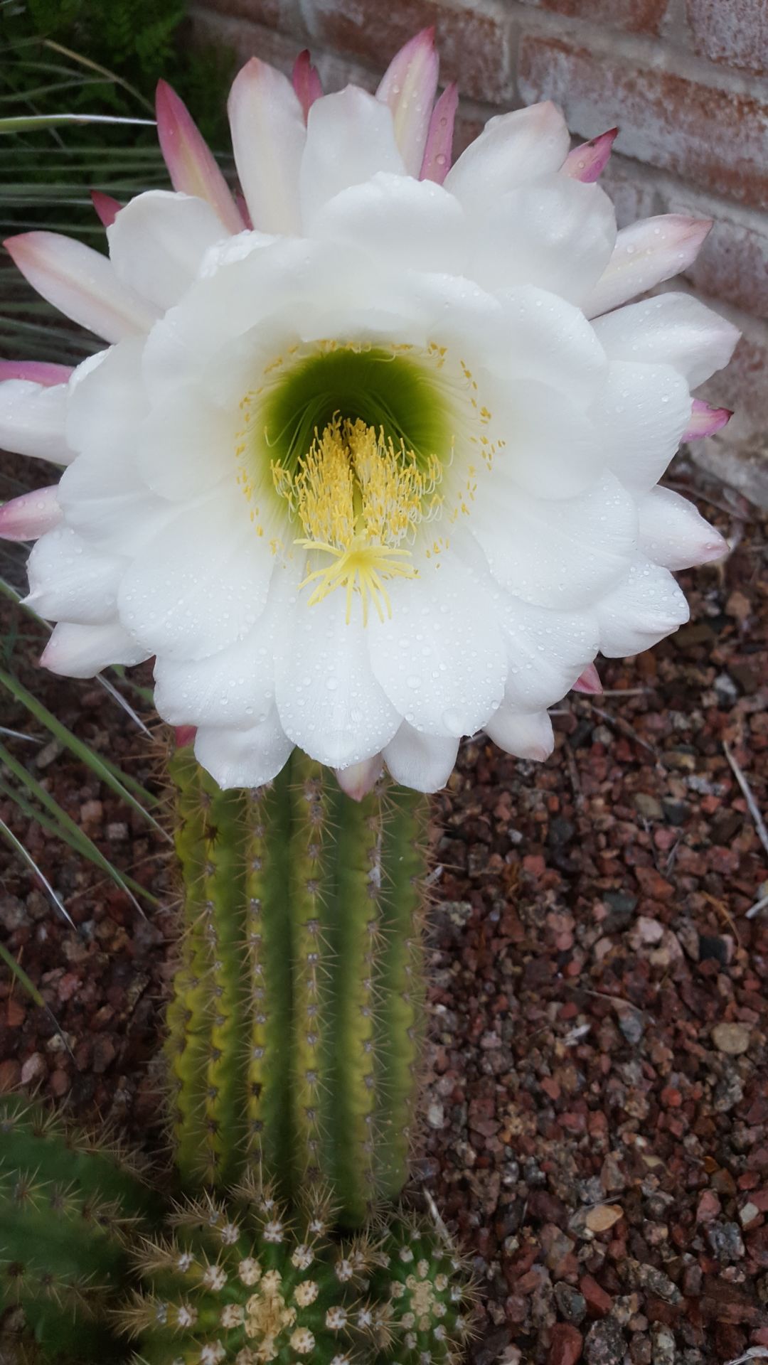 Cactus bloom
