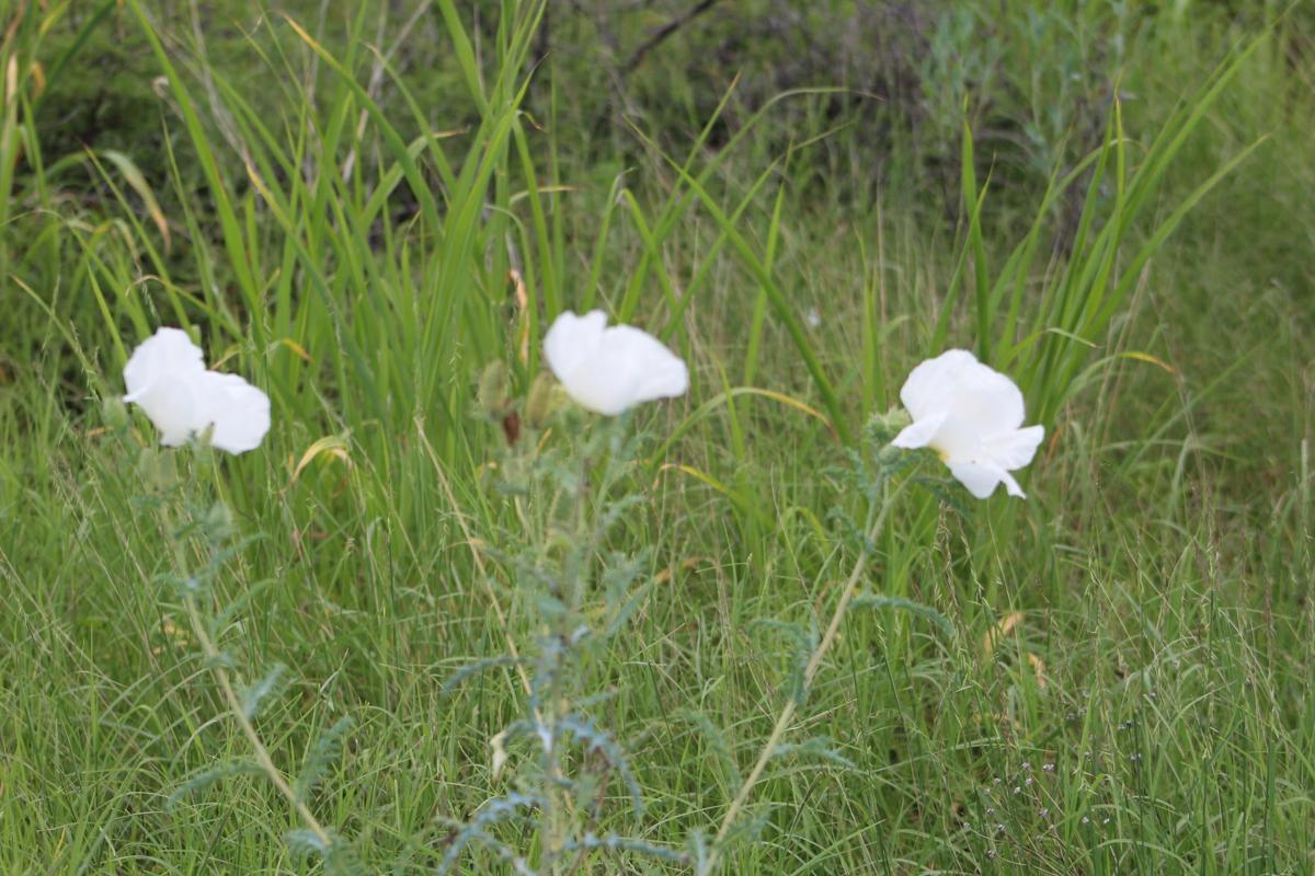 Three white flowers in Patagonia