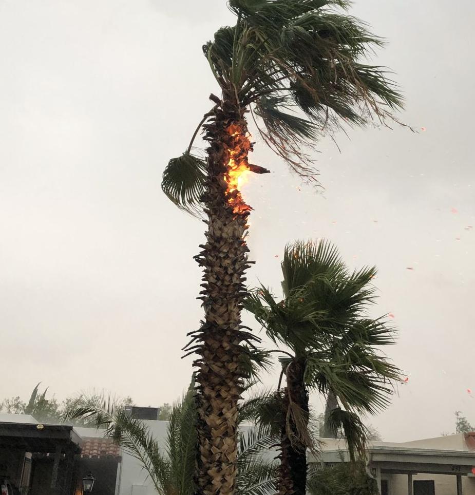 Fire crews called to palm tree fires Local News Stories
