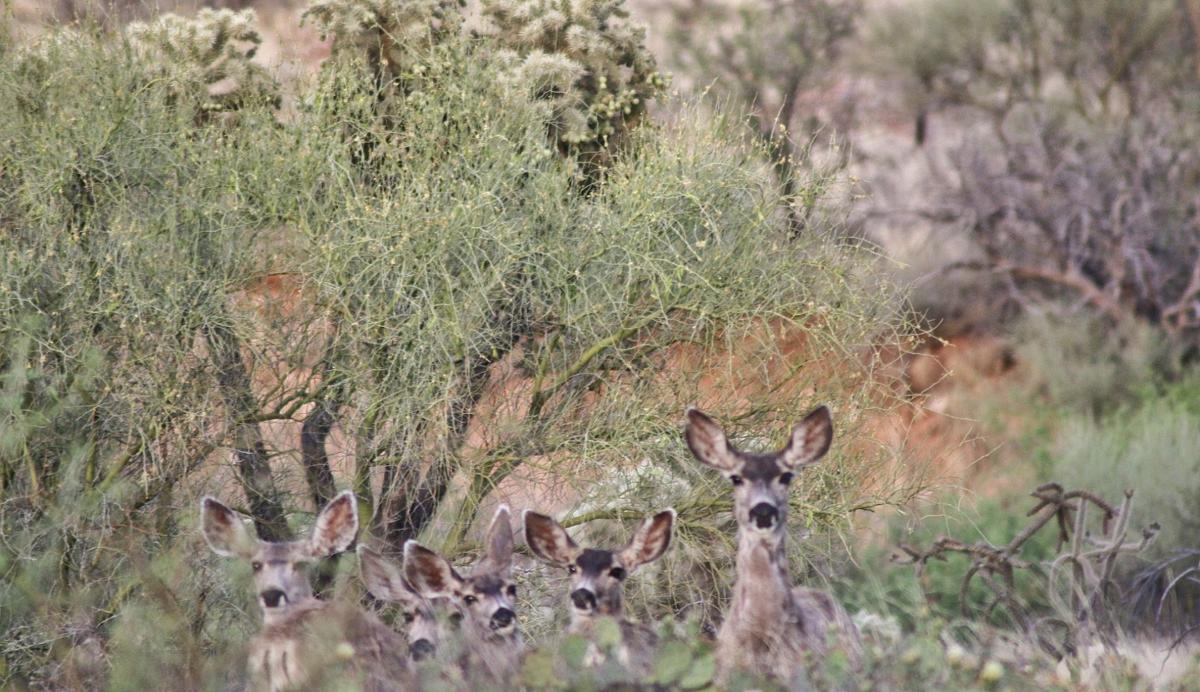 Deer in the desert