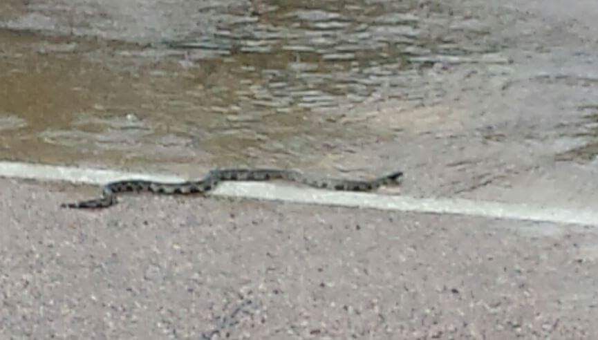 Monsoon snake