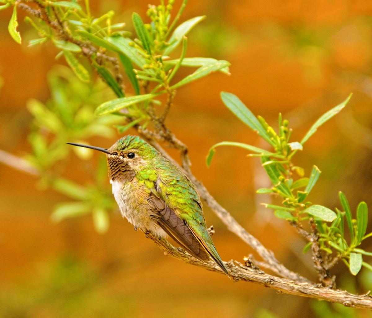 Green Valley hummingbird