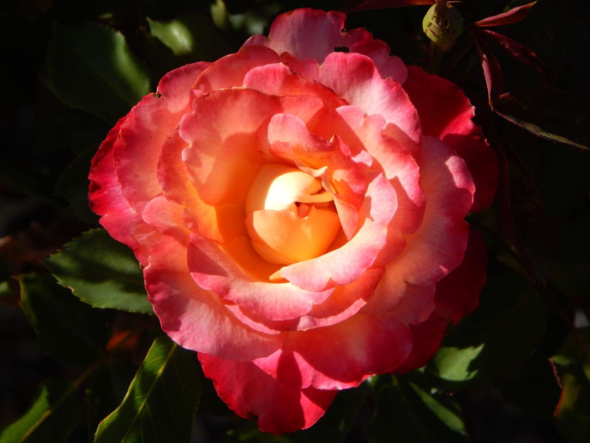 Backyard Garden Flower