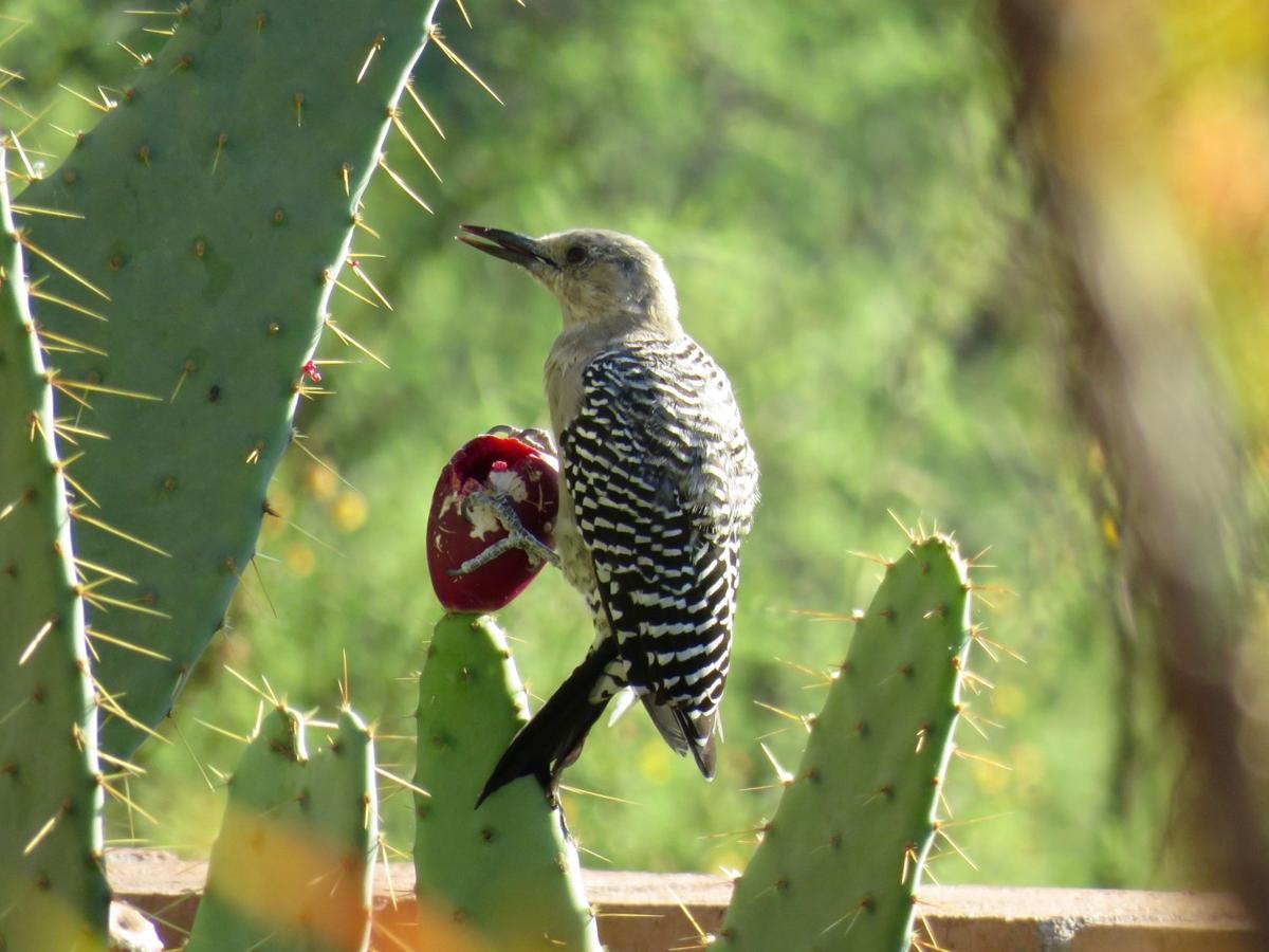 Gila woodpecker eating cactus fruit in Tubac
