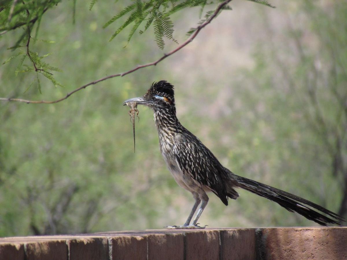 Roadrunner