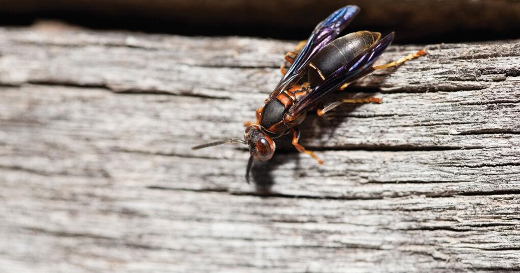 The differences between bugs, insects, & arachnids - Vimarsana News