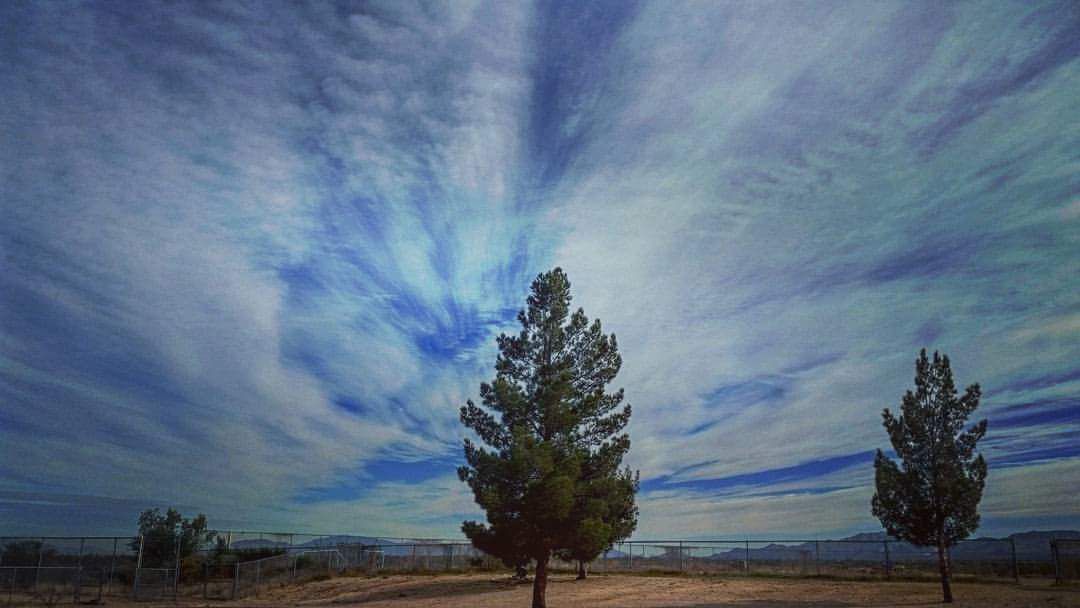 Pine tree and clouds