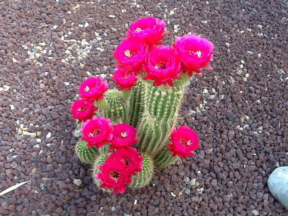 Cactus blossoms