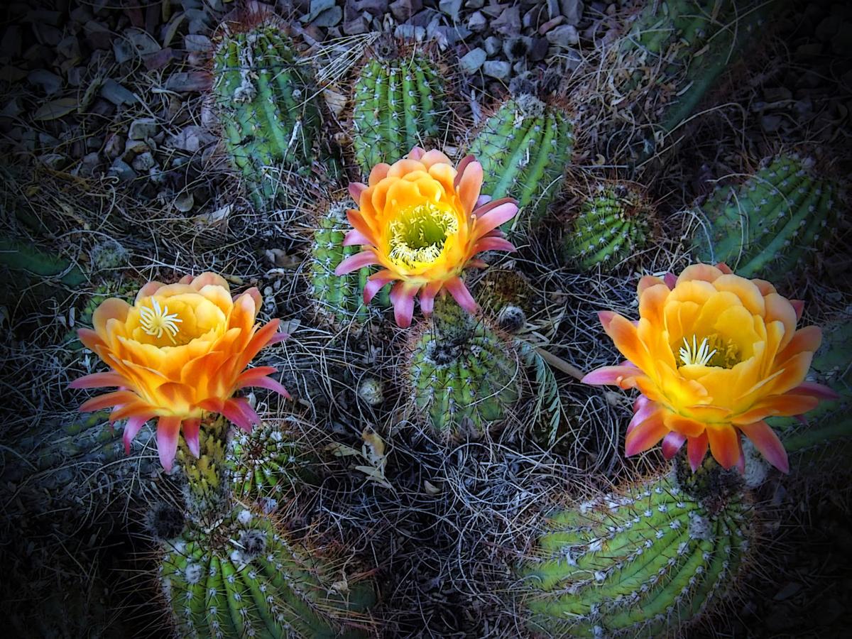 Cactus garden