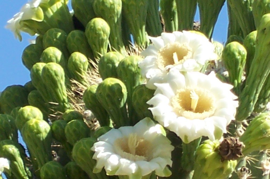 Spring in Green Valley