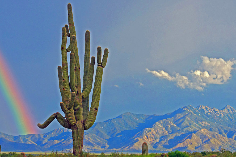 After the rain saguaro