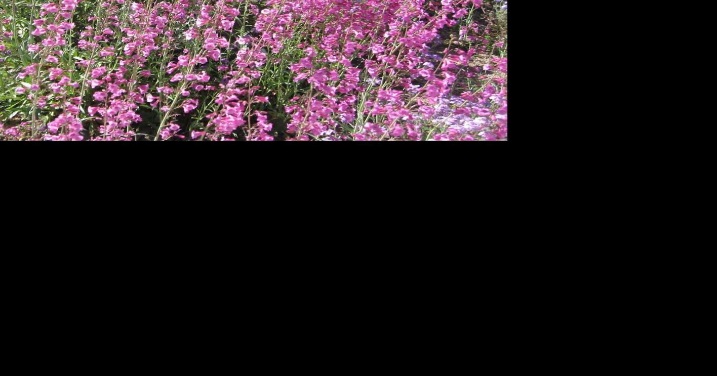Green Valley Gardeners: Welcoming spring with penstemon blossoms | Get ...