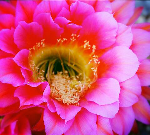 Pink flower Green Valley Community Gardens