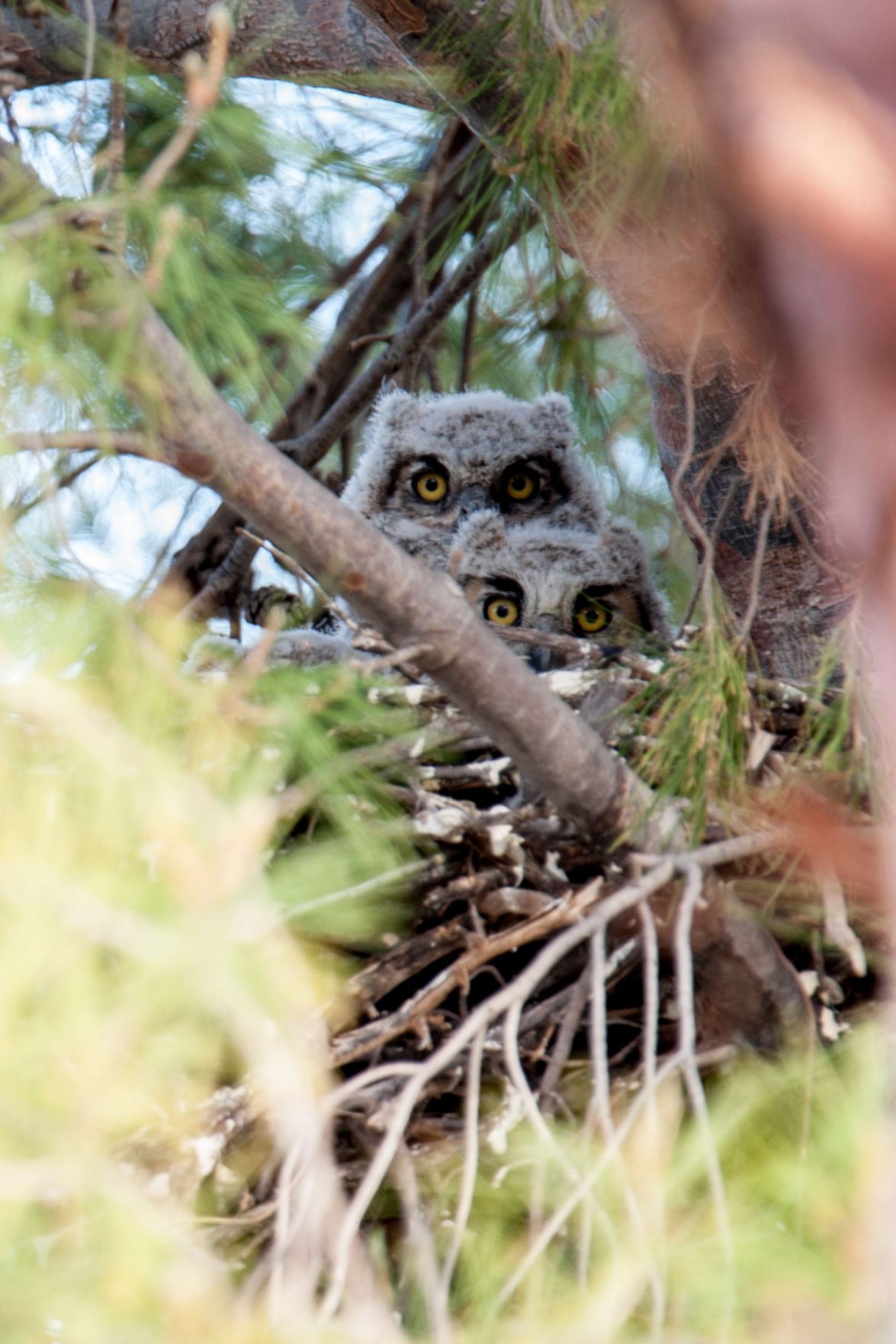 Young Owls