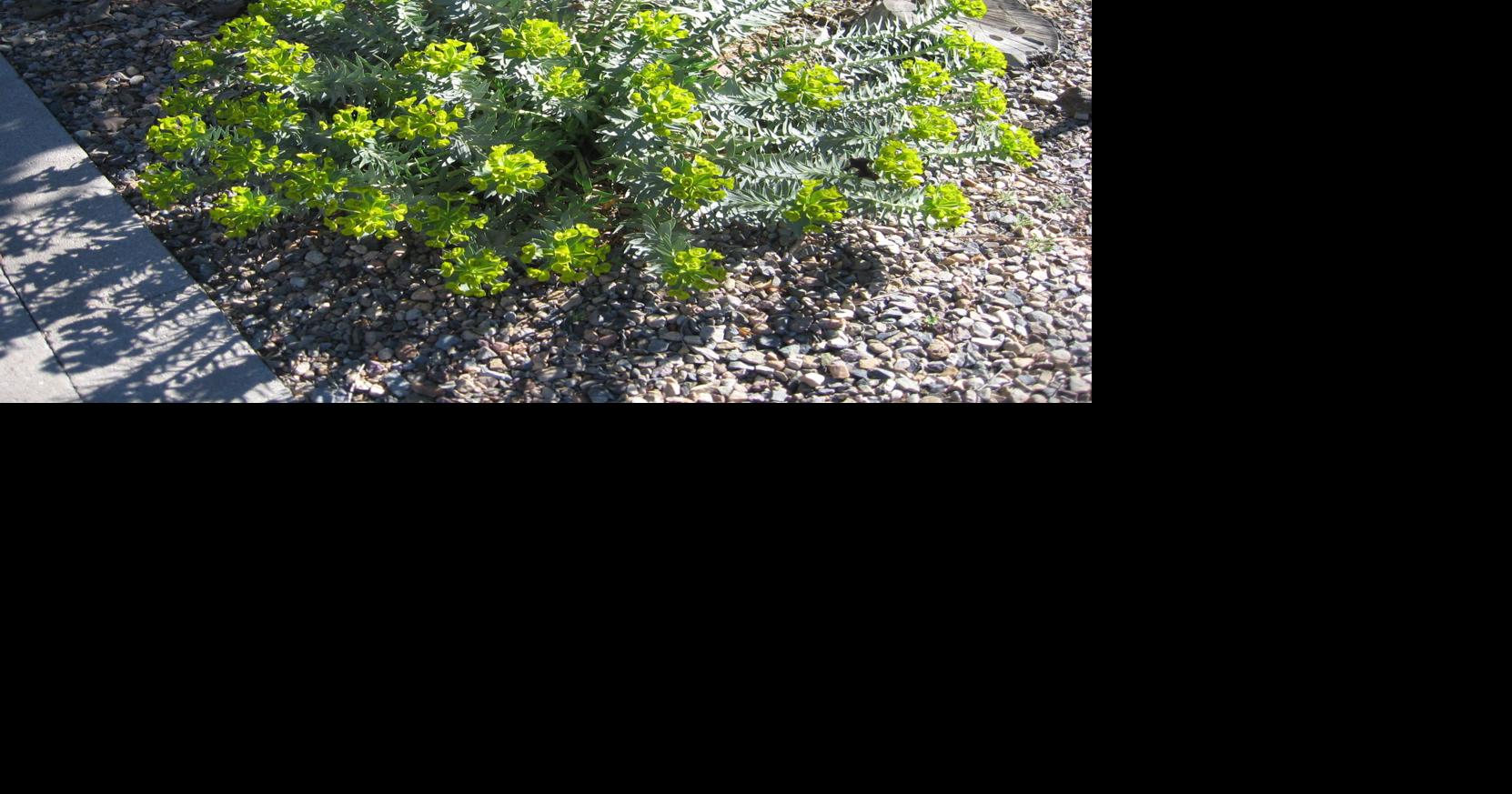 GV Gardeners: Seasonal winds in the desert | Get Out | gvnews.com