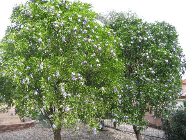 Gv Gardeners Spring Brings Texas Mountain Laurel Sweetness Get Out Gvnews Com