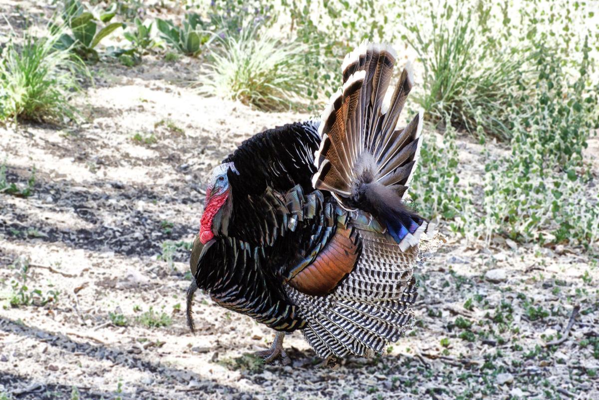 Turkey in the canyon