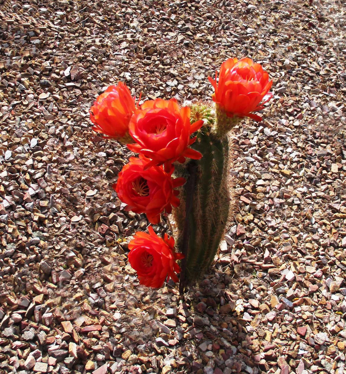 Cactus blooms