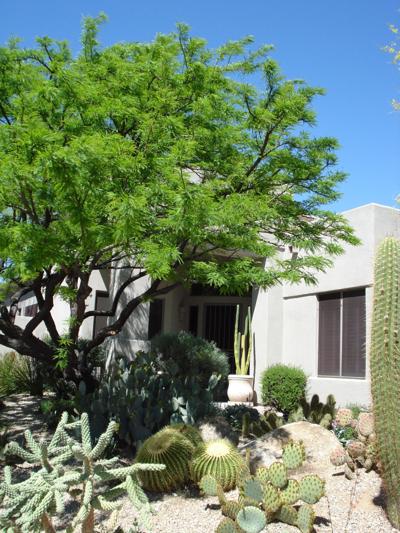 Rosie On The House When To Prune Your Trees In The Desert Get Out Gvnews Com