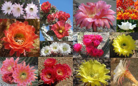 Flower collage