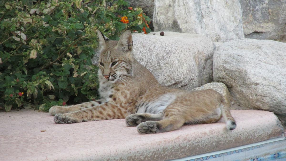 Bobcat pool lounging