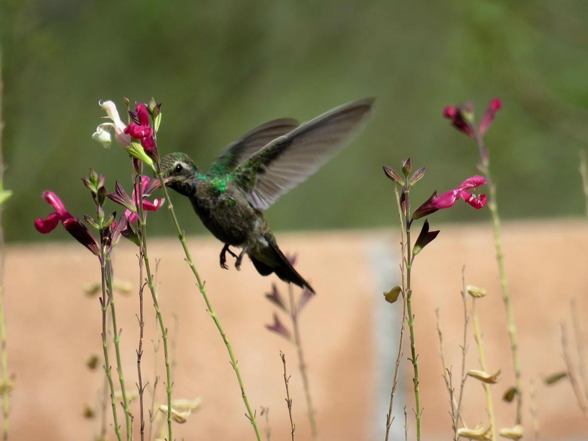 Hummingbird Tubac