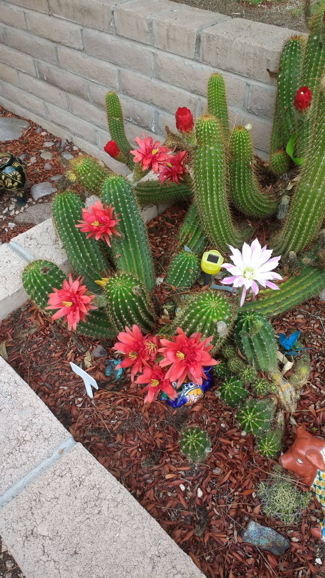Cactus garden